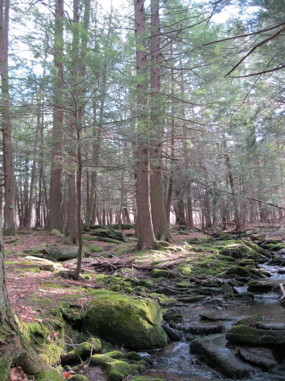 Creek on the Blue Trail