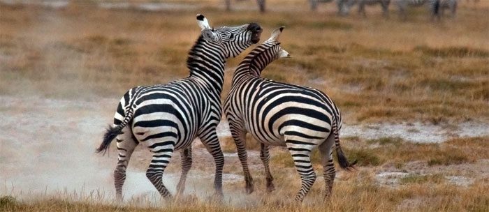 Google Zebra Update: Fact or Fiction?